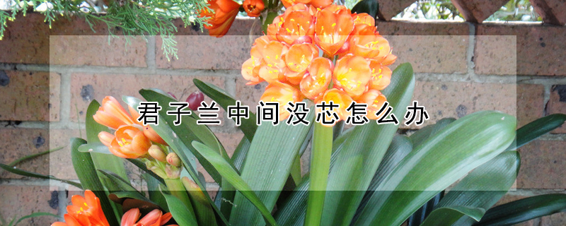 君子兰中间没芯怎么办