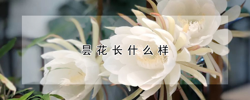 昙花长什么样