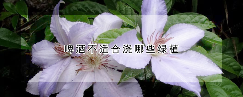 啤酒不适合浇哪些绿植