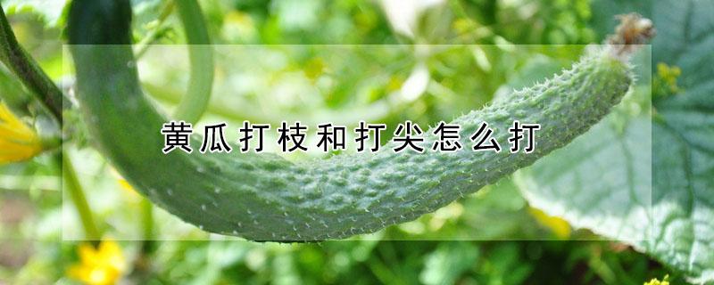 黄瓜打枝和打尖怎么打