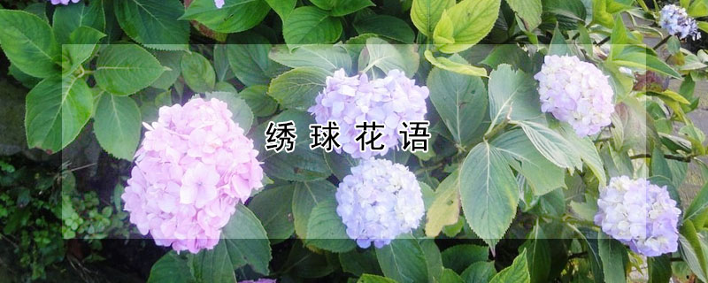 绣球花语