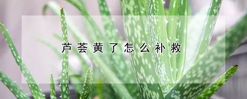 芦荟黄了怎么补救