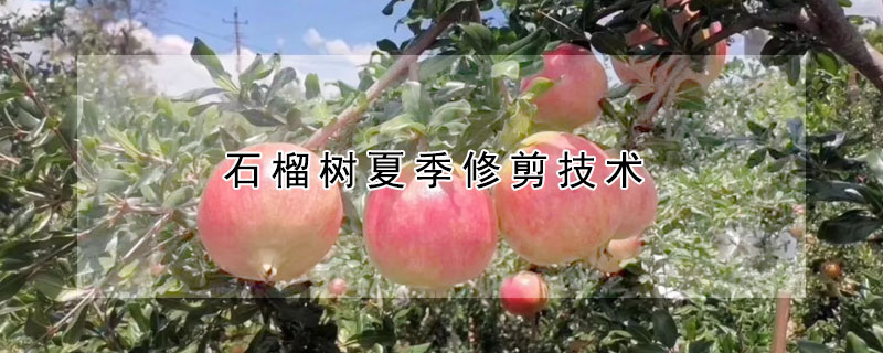 石榴树夏季修剪技术 —【发财农业网】