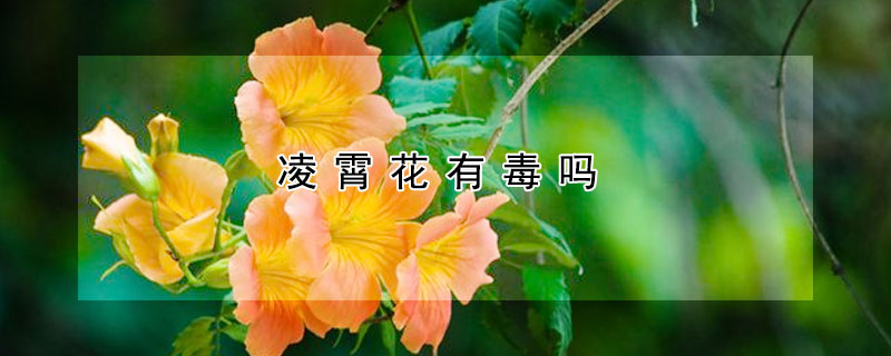 凌霄花有毒吗