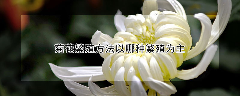 菊花繁殖方法以哪种繁殖为主