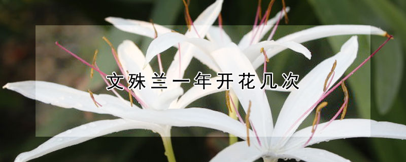 文殊兰一年开花几次