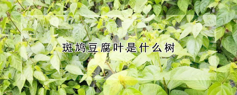 斑鸠豆腐叶是什么树