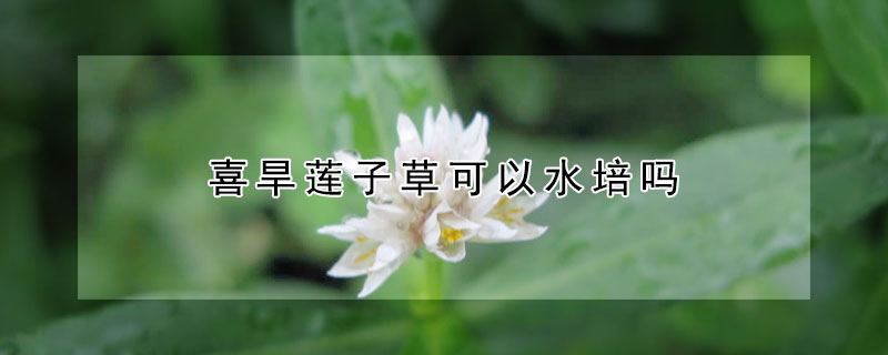 喜旱莲子草可以水培吗