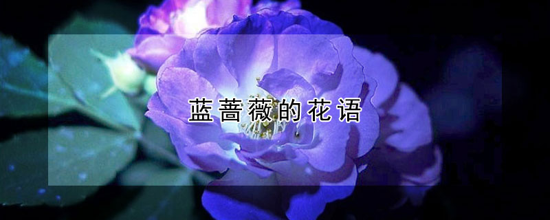 蓝蔷薇的花语