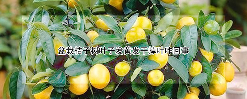 盆栽桔子树叶子发黄发干掉叶咋回事