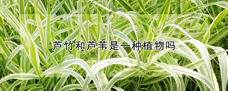 芦竹和芦苇是一种植物吗