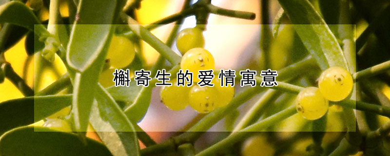 槲寄生的爱情寓意