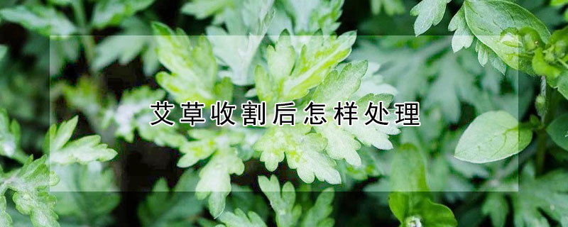 艾草收割后怎样处理