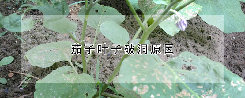 茄子叶子破洞原因