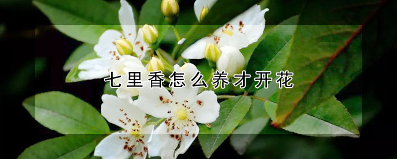 七里香怎么养才开花