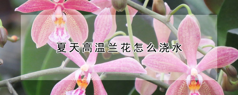 夏天高温兰花怎么浇水