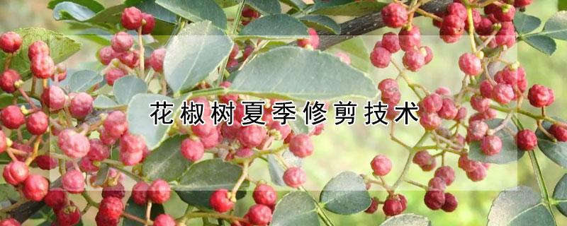 花椒树夏季修剪技术