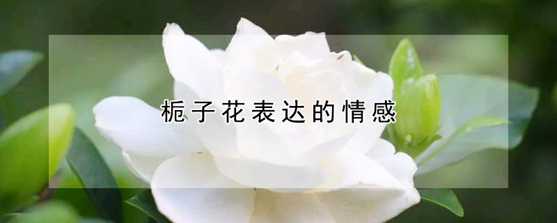 栀子花表达的情感