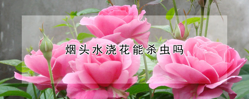 烟头水浇花能杀虫吗