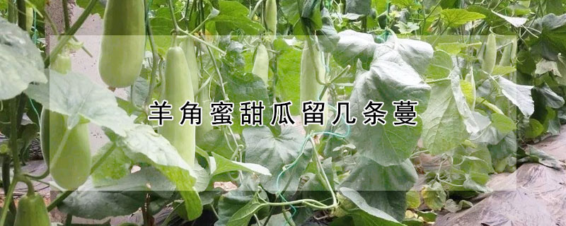 羊角蜜甜瓜留几条蔓