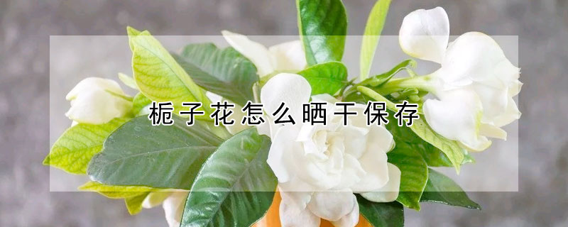 栀子花怎么晒干保存