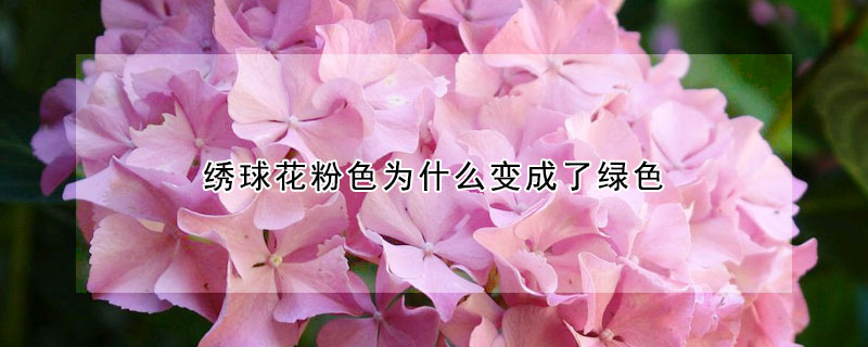 绣球花粉色为什么变成了绿色