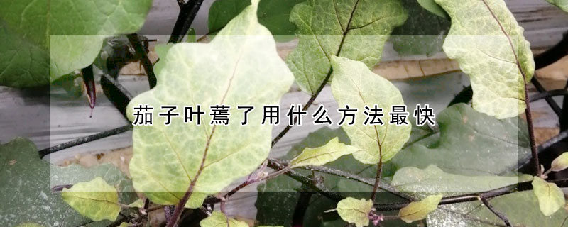 茄子叶蔫了用什么方法最快