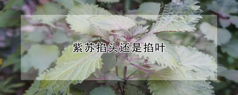 紫苏掐头还是掐叶