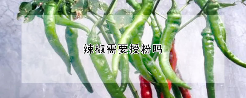 辣椒需要授粉吗