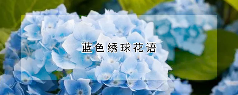 蓝色绣球花语