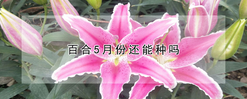 百合5月份还能种吗