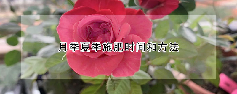 月季夏季施肥时间和方法