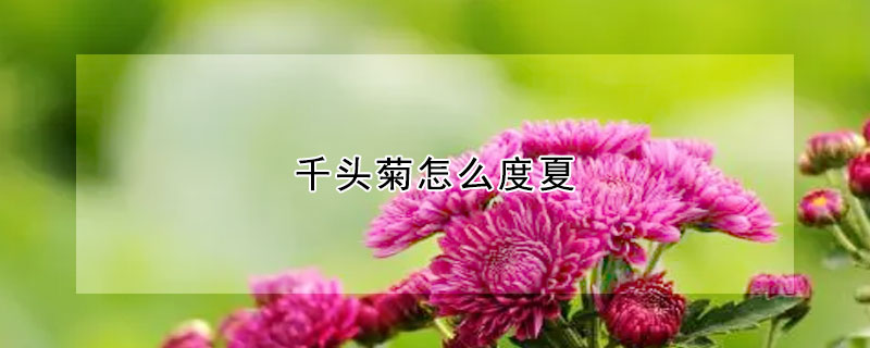 千头菊怎么度夏