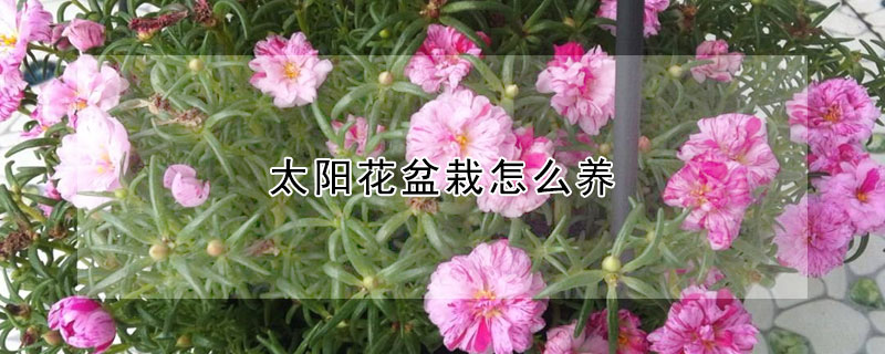 太阳花盆栽怎么养