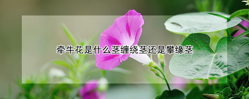 牵牛花是什么茎缠绕茎还是攀缘茎