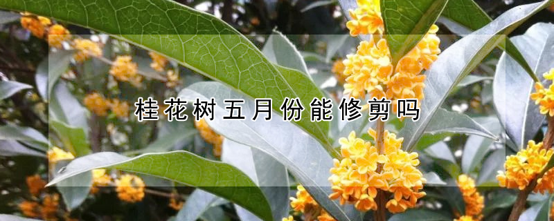 桂花树五月份能修剪吗