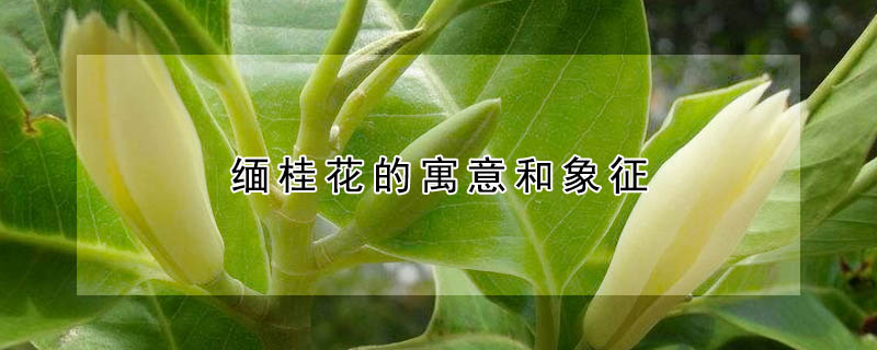 缅桂花的寓意和象征