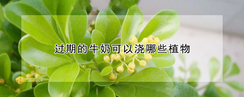 过期的牛奶可以浇哪些植物