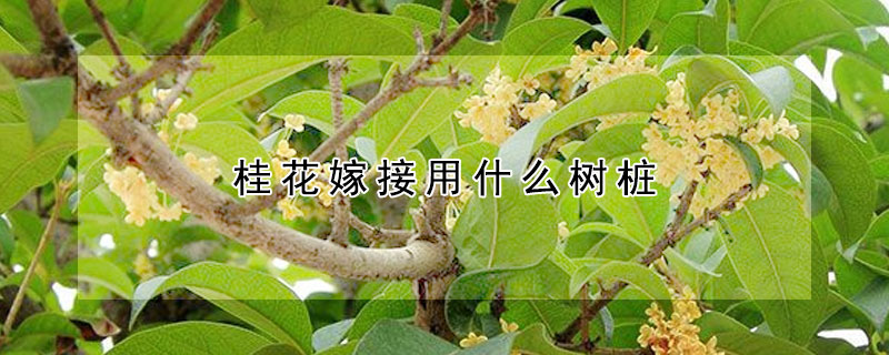 桂花嫁接用什么树桩