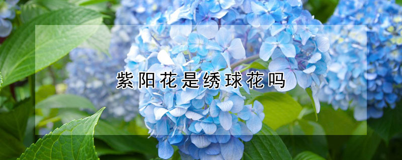 紫阳花是绣球花吗