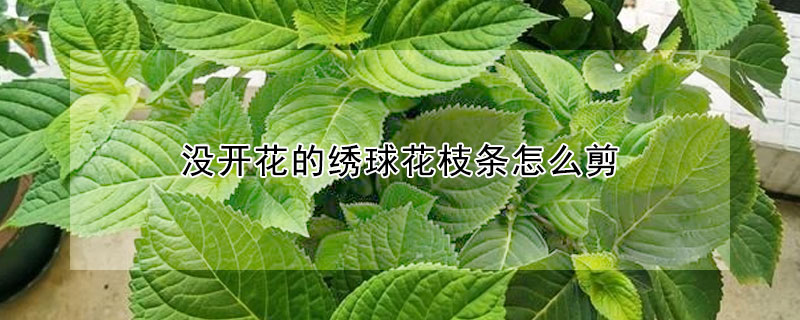 没开花的绣球花枝条怎么剪