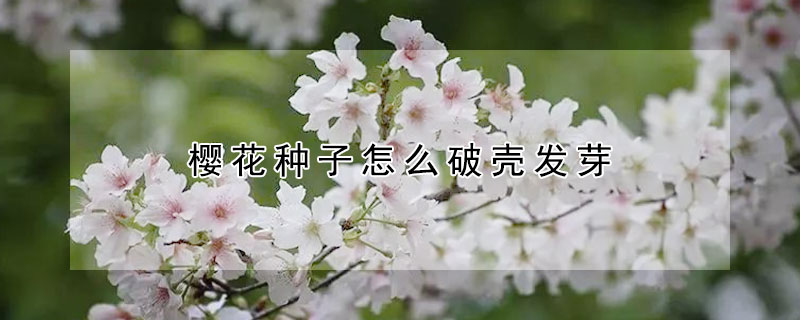 樱花种子怎么破壳发芽