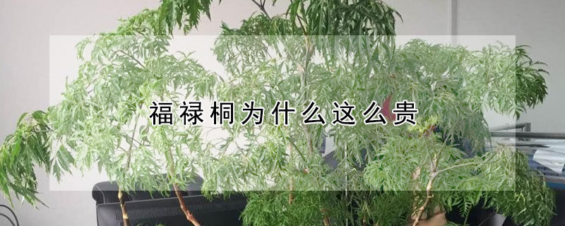 福禄桐为什么这么贵