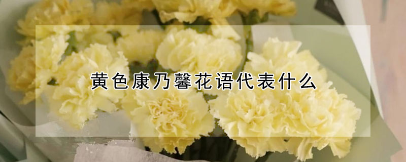不同颜色康乃馨花语图片