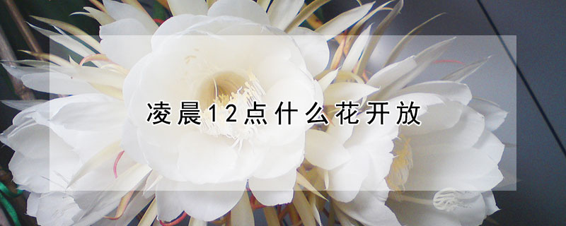 凌晨12点什么花开放