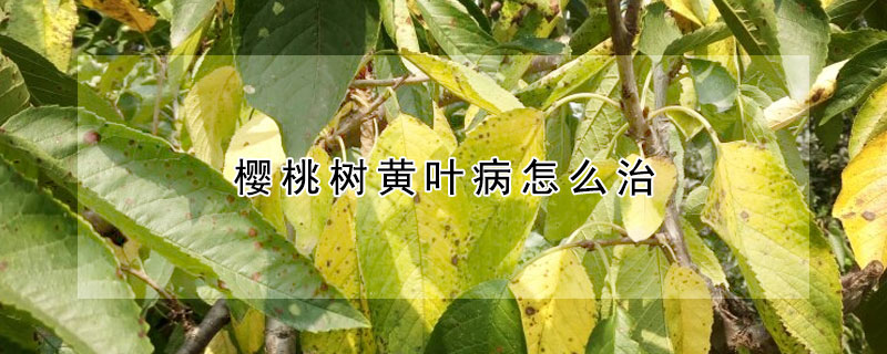 樱桃树黄叶病怎么治