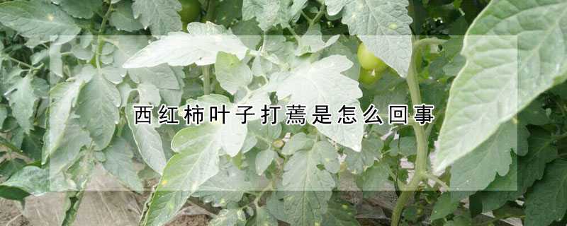 西红柿叶子打蔫是怎么回事