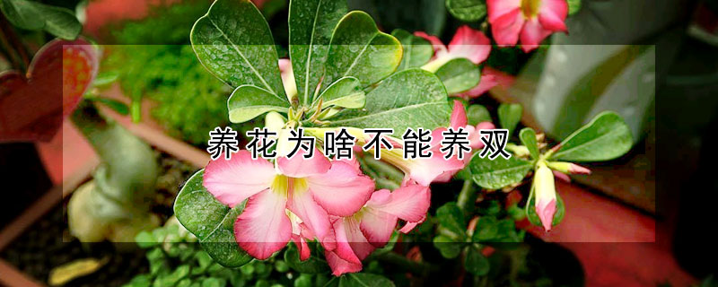 养花为啥不能养双