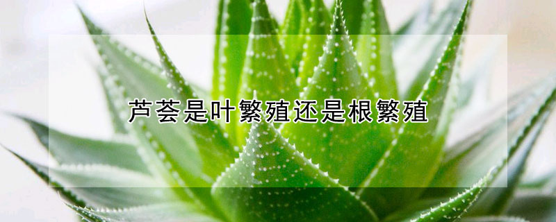 芦荟是叶繁殖还是根繁殖