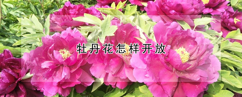 牡丹花怎样开放